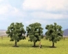 H0/TT - Ovocn stromy, zelen (3ks /8cm)