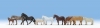 Horses