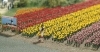 Tulip�ny (H0)