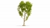 Breza previsnut�
