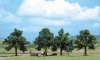2 fruit trees