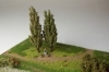 Topol, 16cm, 2ks