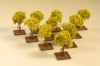 Young trees