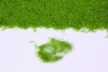 Strednezelen� folia�