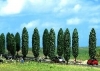 10 poplars