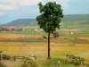 Borovica, 15 cm
