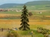 N�rska jed�a, 10,5 cm