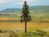 Smrek 14,5 cm