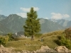 Spruce Tree