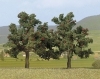 H0/TT - Jablo� s jablkami (2ks)