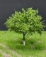 Ovocn� stromy, 6cm