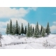 Snowy Fir Trees