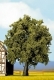 Oak