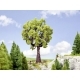 Oak Tree