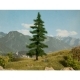 Seversk� jed�a 18,5cm
