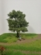 Dub 16cm