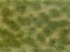 Groundcover Foliage green/beige