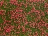 Groundcover Foliage, Meadow red