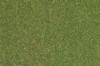 Trvnat koberec stredne zelen lka