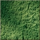 Trvnat koberec, svetlo-zelenej farby (15 x 25 cm)