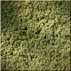 Trvnat koberec, jarn zele (15 x 25 cm)
