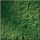 Trvnat koberec, listov zele (15 x 25 cm)