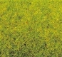 Scatter Grass Spring Meadow