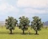H0/TT - Ovocn stromy, zakvitnut na bielo (3ks /8cm)