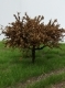 Set listnatch stromov such lstie 5cm, 4ks