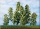 Sety - listnaté stromčeky